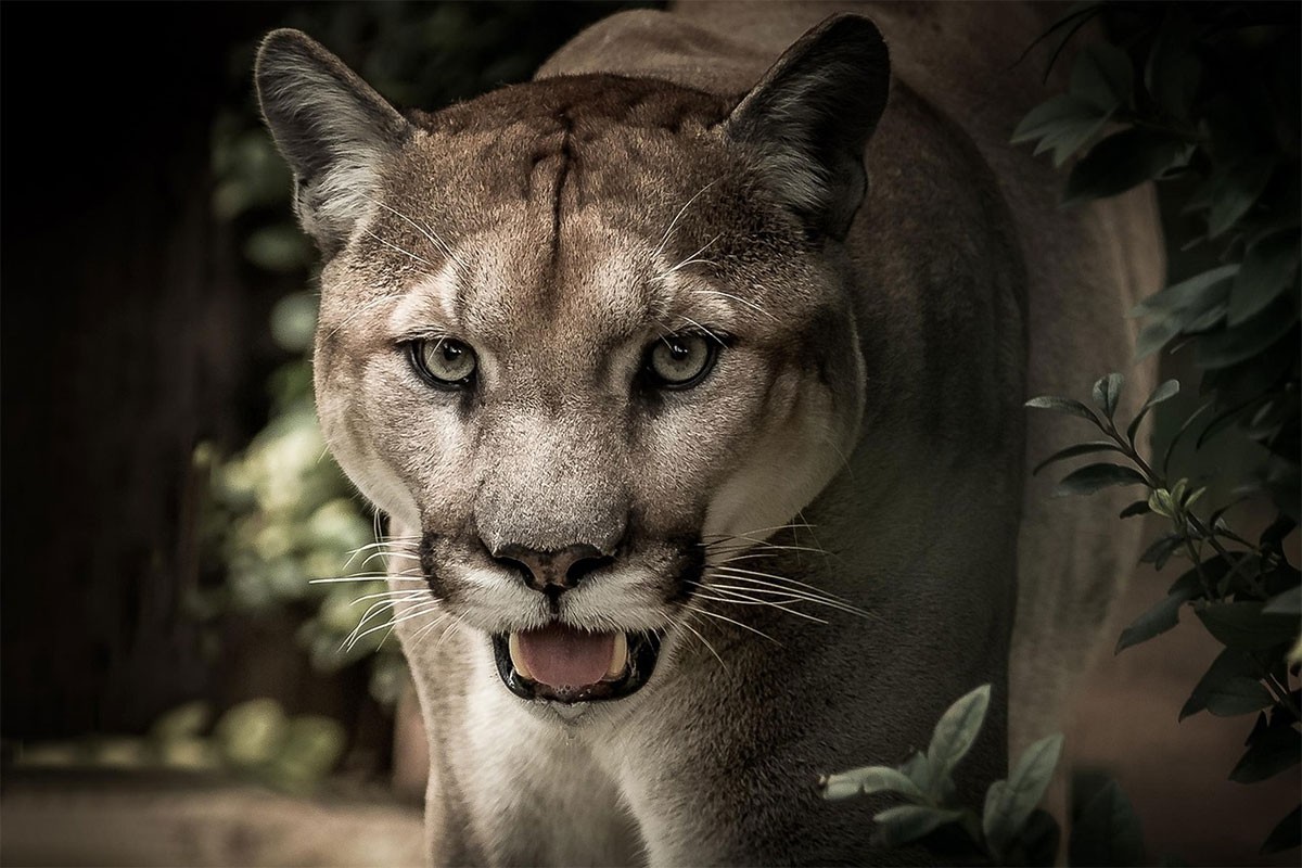 Otac uspio da spasi dijete (4) koje je napala puma