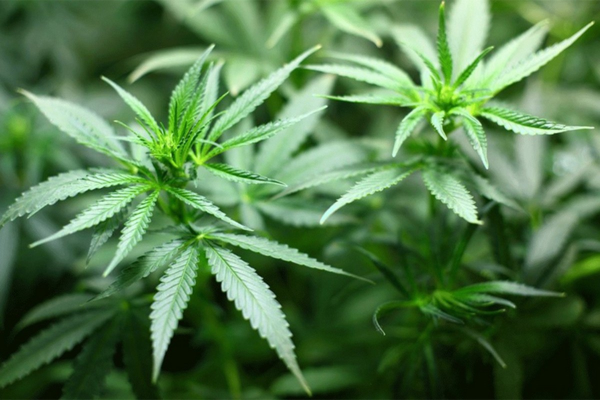 Legalizacija kanabisa u Njemačkoj više stvorila problema nego što je riješila