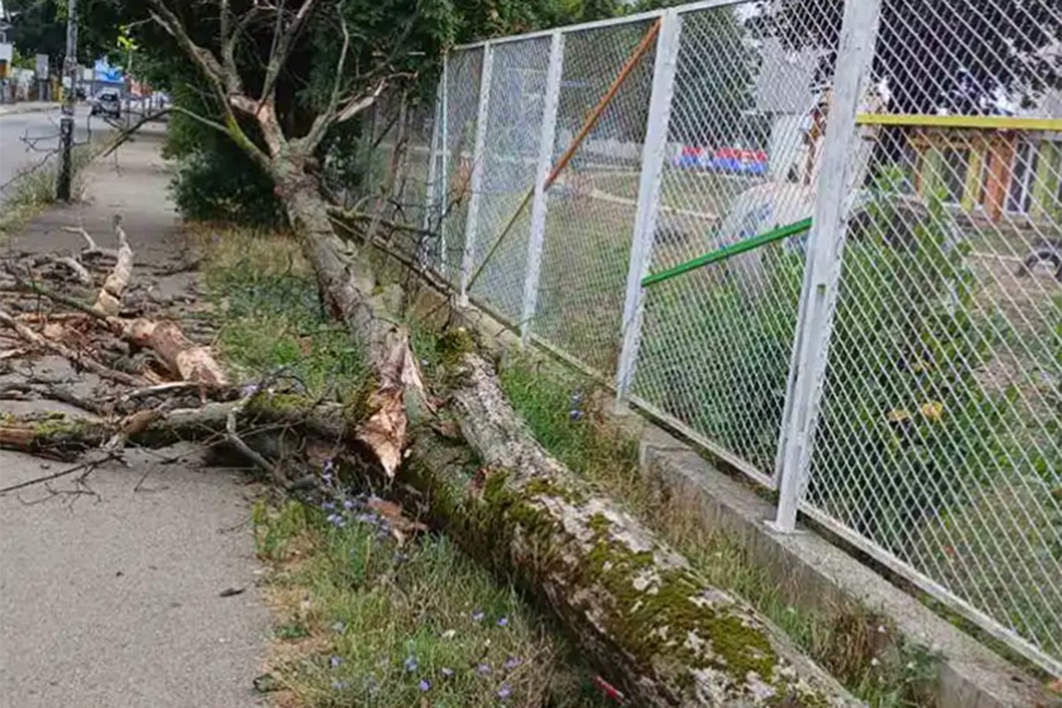 Srušilo se drvo kod vrtića u Banjaluci, zakačilo ženu