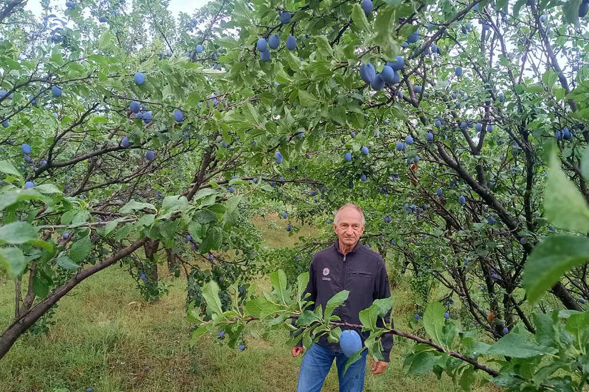 Dok drugi kukaju, Enesu šljiva rodila kao nikada: Otkrio tajnu uspjeha (VIDEO)