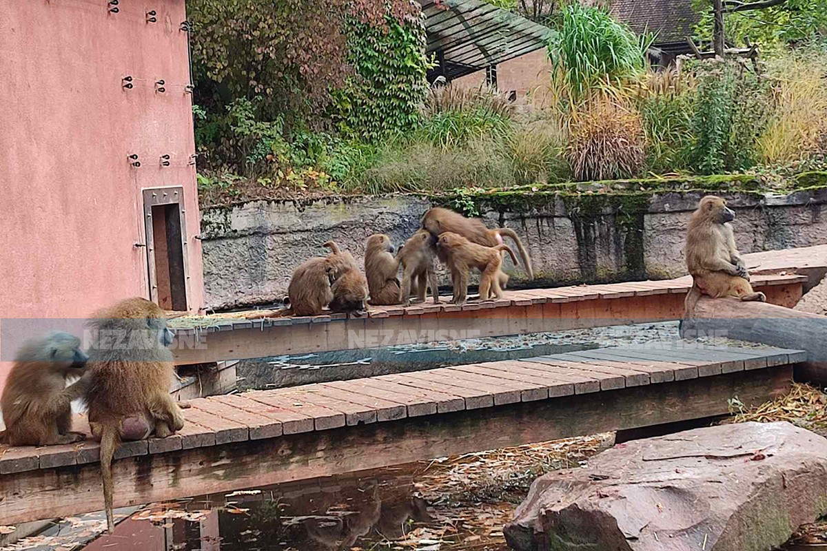Usmrćeno 12 babuna u zoološkom vrtu u Nirbnbergu