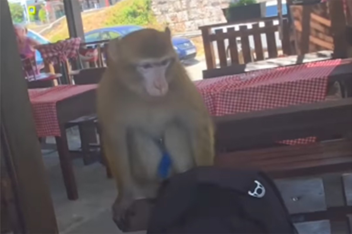 Majmun u Crnoj Gori upao u restoran i pojeo ručak gostima (VIDEO)