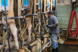 Skok otkupa kravljeg mlijeka u BiH: 1.500 tona više nego u maju ...