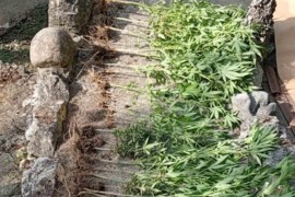 Akcija "Plantaža 2025" u Doboju: Pronađene 53 stabljike indijske ...