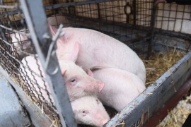 U jednoj opštini u Hrvatskoj za pet dana eutanazirano skoro 2.000 ...