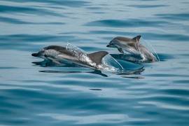 Jadranskim morem plutaju mrtvi delfini: Tijela im pokidana ...