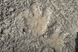 Poplave u Teksasu otkrile otiske dinosaurusa stare oko 115 miliona ...