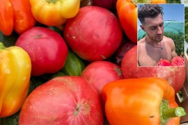 Ostao bez paradajza: Zdravko Perić najpoznatiji farmer u regionu ...