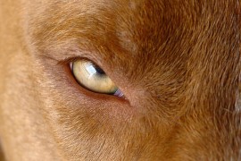 Horor u Srbiji: Pit bul izujedao ženu i bebu