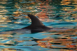 Pronađen mrtav delfin u Hrvatskoj