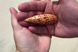 Par poželio romantičnu fotografiju na plaži, onda je nastala panika ...