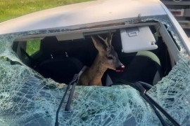 Nevjerica u Hrvatskoj: Srndać razbio šajbu i uletio u auto, vozač ...
