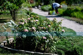 Skrivena oaza mira u Banjaluci krije 160 različitih biljnih vrsta ...