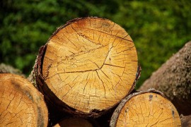 Smjene u Šumama RS: Razriješeni direktori jer se "nisu pomjerili sa ...