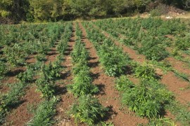 Otkrivena plantaža marihuane kod Bara, zaplijenjeno više od 13.000 ...