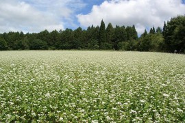 Proizvodnja heljde prilika za mlade farmere