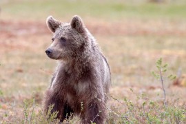 Medvjedi pustoše sela na Čemernu: "Plašimo se i za stoku i za nas" ...