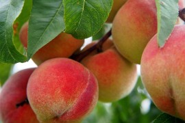 Na tržištu BiH pesticidi u breskvama iz Albanije, opasne po zdravlje ...