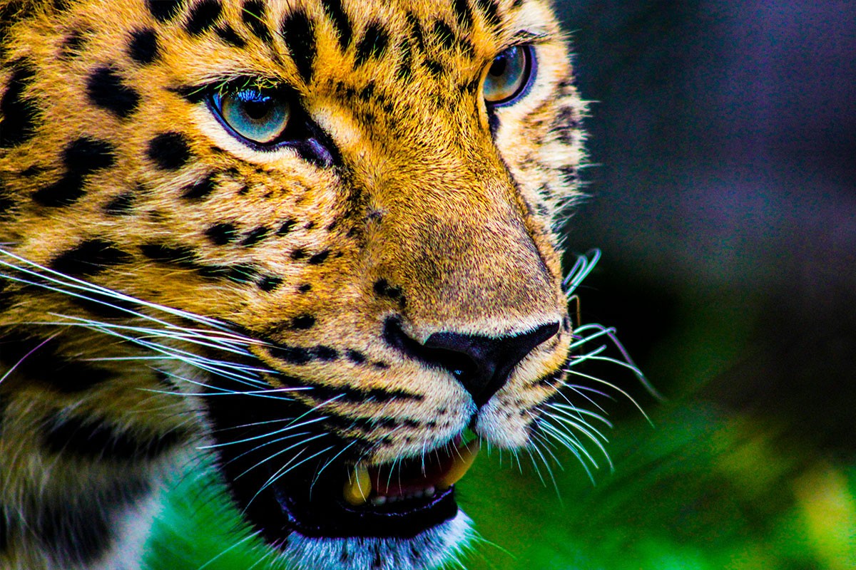 Leopard usmrtio radnika zoološkog vrta u Jerusalimu