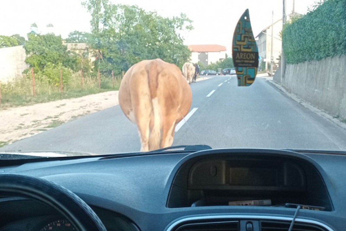 Krava izazvala saobraćajni kolaps nadomak Šipova