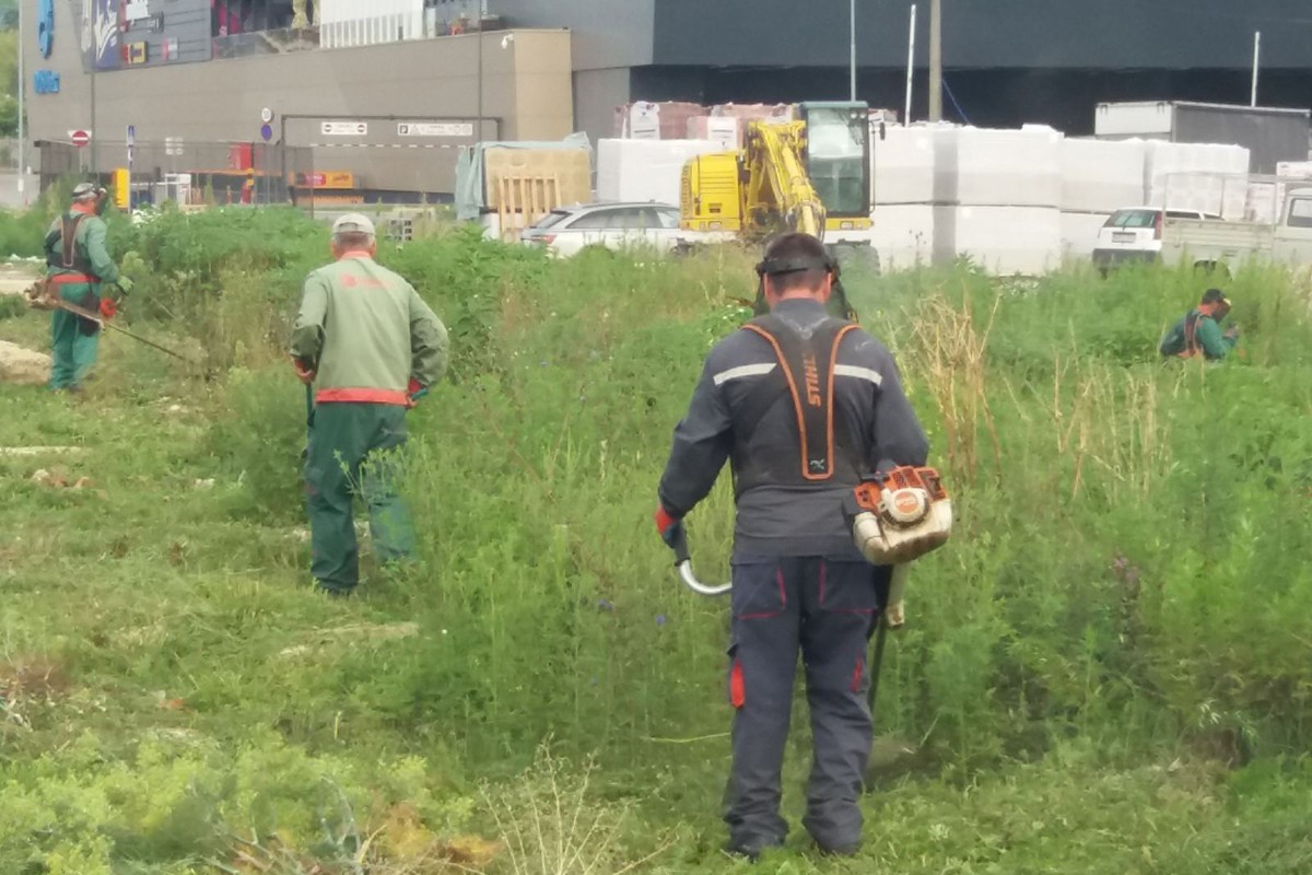 U toku košenje ambrozije u Banjaluci, i građani pozvani da se uključe