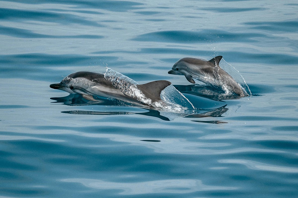 Jadranskim morem plutaju mrtvi delfini: Tijela im pokidana (UZNEMIRUJUĆE FOTOGRAFIJE)