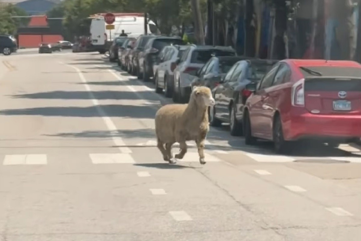 Ovca izbjegla klanje pa se dala u šetnju gradom (VIDEO)