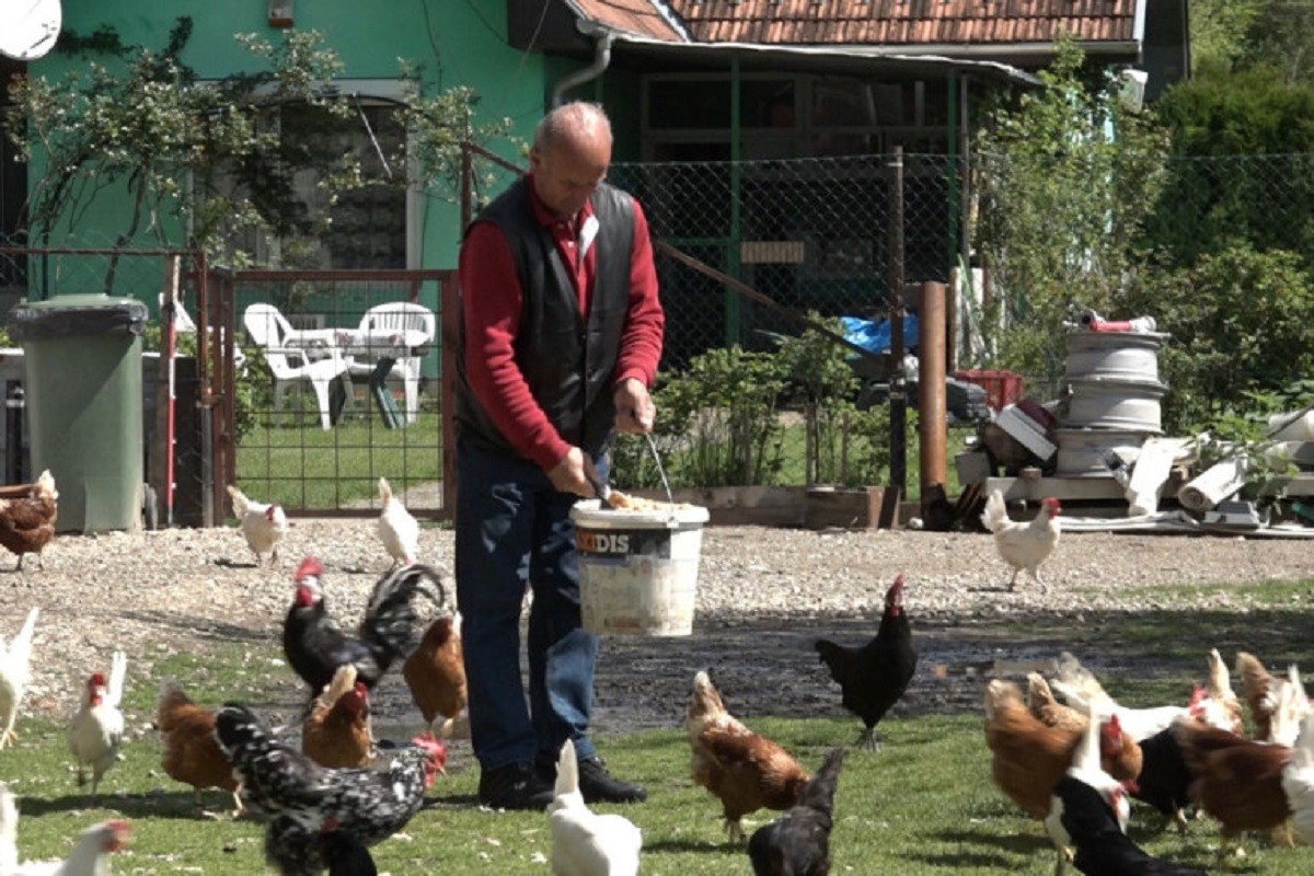 Mujo iz Novog Pazara čuva najskuplje kokoške na svijetu