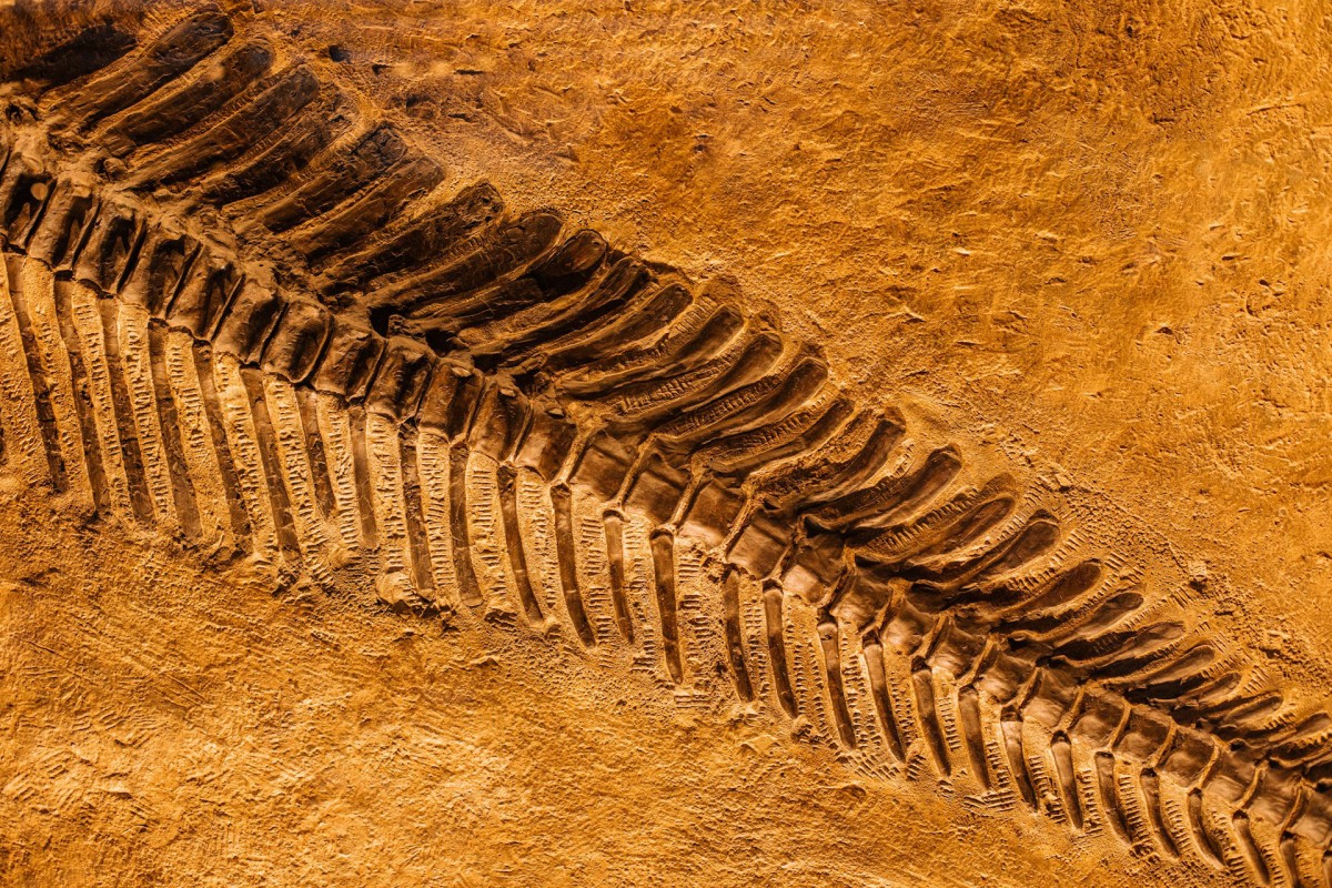 Pronađen rijedak fosil iz doba jure
