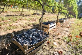 Vinogradi puni grožđa, u Republici Srpskoj počela berba