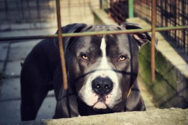 Pitbul napao muškarca ispred zgrade u Sarajevu