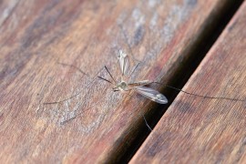 Početkom naredne sedmice akcija suzbijanja komaraca u Banjaluci