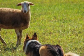 Pas upao u tor i zaklao ovcu