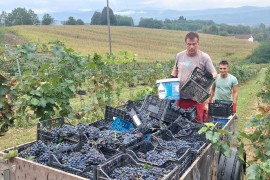 Počela berba grožđa u vinogradima na području sela Kruhari