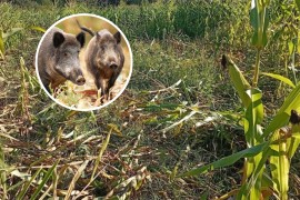 Divlje svinje haraju njivama: Ugroženo hiljade duluma kukuruza