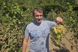 Vinograd sa 106 sorti loze: Divovsko grožđe iz Rusije uspijeva i u ...