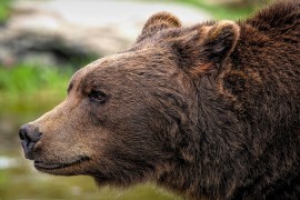 Gornja Kozica: Medvjed napao i usmrtio kravu ispod Muleža