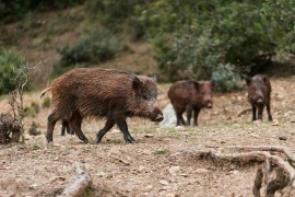 Divlje svinje haraju zasadima kukuruza, uništile ono što nije suša
