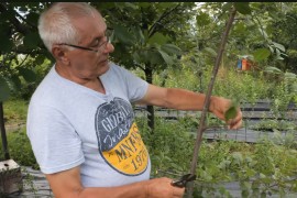 Kod Nikice su breskve kao šaka: Majstor kalemljenja otkriva trikove ...