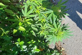 Marihuana raste uz trotoar usred Sarajeva?