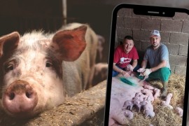 Čudo na farmi u RS: Krmača carskim rezom oprasila 22 živa prasića ...