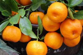 Ko će brati mandarine u neretvanskoj dolini?