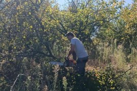Nakon berbe, voćari u Brčkom intenzivno rade na uređenju voćnjaka