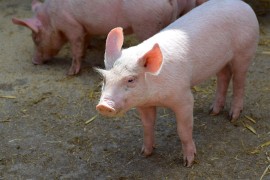 Afrička svinjska kuga izmakla kontroli u Hrvatskoj, ministar: "Nije na ...