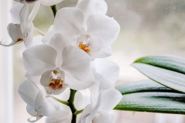 6 savjeta kako da vam orhideja ponovo cvjeta