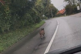 Divlja svinja iznenadila vozače na ulazu u Kotor Varoš (VIDEO)