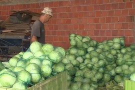 Prvi kontingent semberskog kupusa otišao za EU (VIDEO)