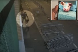 Srbin uhapšen zbog špijunaže: Ostavljao svinjske glave pred ...