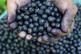 Akai bobice - ljubičasto zlato i antioksidativna bomba