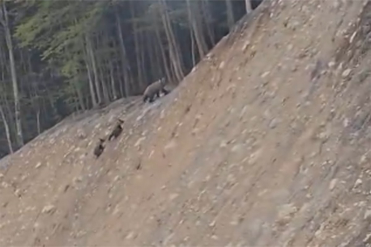 Mečka sa dva mečeta snimljena pored puta u Crnoj Gori (VIDEO)